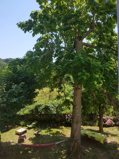 au coeur du bois vue jardin depuis la chambre d'hôte